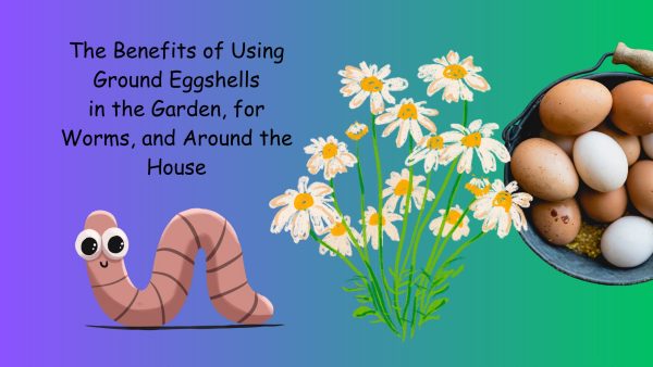 Benefits of Using Ground Eggshells